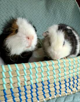 Rescue Rex Guinea Pigs for Adoption in Olmos Park, Texas - Huey & Louie | PetCurious